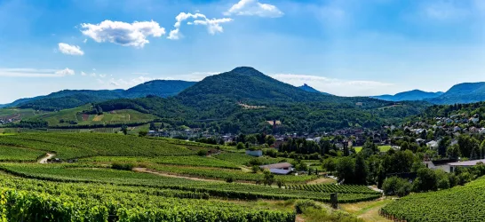 Weinberge Aussicht (© Wohlrabe Quadronet, Verein SÜW Annweiler e.V.)