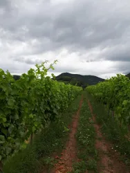 Weingut Bosch begrünte Zeile (© Verein SÜW Annweiler e.V.)