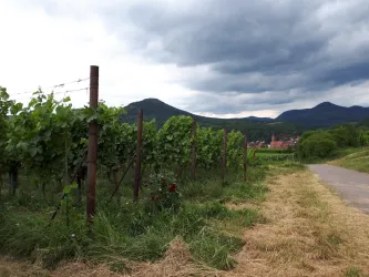 Weingut Bosch Schmunzelweg (© Verein SÜW Annweiler e.V.)