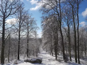 Weg zum Luitpoldturm