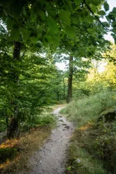 Pfälzer Waldpfad am Luitpoldturm