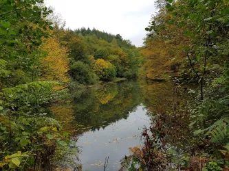 Waldsee rechts neben dem Wieslauterhof