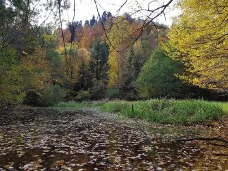 Teich am Weg zum Wieslauterhof