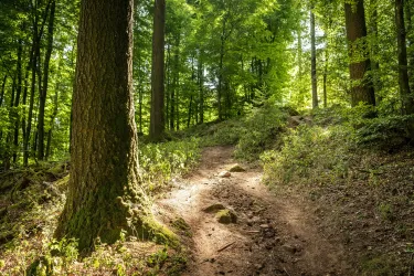 Ein schmaler Pfad führt durch einen grünen Wald, umgeben von hohen Bäumen. Sonnenlicht strömt durch die Blätter und beleuchtet den Weg.