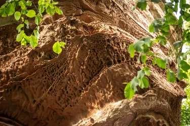 Eine Felswand mit interessanten, strukturierten Mustern und Grüntönen von Blättern im Vordergrund. Die Oberfläche ist rau und zeigt natürliche Erosionseffekte.