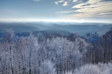 Eine winterliche Landschaft mit verschneiten Bäumen und sanften Hügeln im Hintergrund. Der Himmel ist klar und hell.