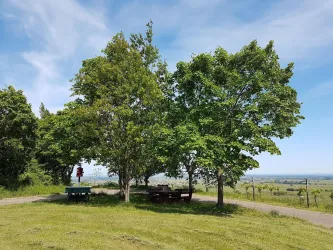 Eine grüne Wiese mit großen, schattenspendenden Bäumen. Im Hintergrund sieht man eine ruhige Landschaft und einen blauen Himmel.