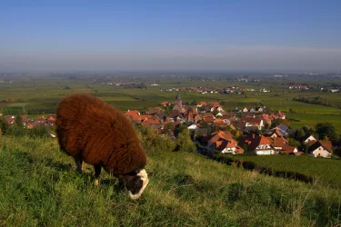 Burrweiler mit Schaf
