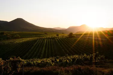 Weinberge bei Sonnenuntergang (© Weingut Ellermann-Spiegel)