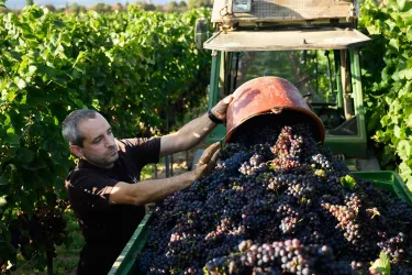 Weinlese Weingut Ellermann-Spiegel (© Weingut Ellermann-Spiegel)