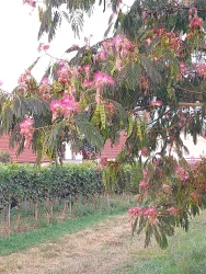 Zugang in die Weinreben