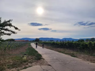 Weinberge Kleinfischlingen