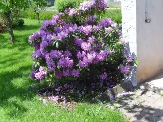 Garten (3)