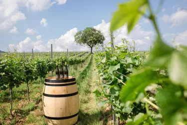 Weingut Doll