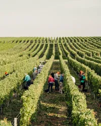 Eine Gruppe von Menschen arbeitet in einem Weinberg. Die Reihen von Weinstöcken ziehen sich bis zum Horizont.