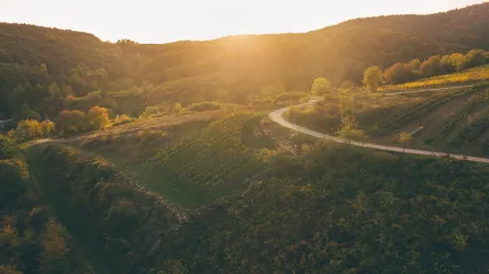 Eine malerische Landschaft mit sanften Hügeln und Weinbergen. Die Sonne geht hinter den Bergen unter und sorgt für eine warme, goldene Lichtstimmung.