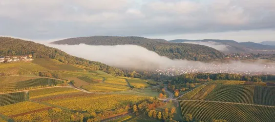 Eine idyllische Landschaft mit Weinbergen und sanften Hügeln. Nebel schwebt über den Feldern und der szenischen Dorfansicht.