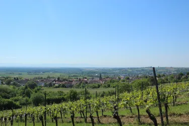 Eine malerische Landschaft mit Weinbergen und einem klaren blauen Himmel. Im Hintergrund ist ein kleines Dorf zu sehen.