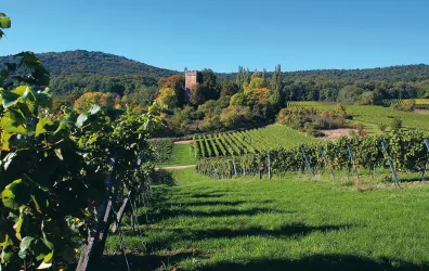 Eine malerische Weinlandschaft mit üppigen Weinreben und sanften Hügeln. Im Hintergrund steht eine alte Burg umgeben von buntem Laub.