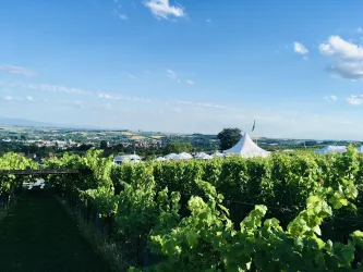 Ein malerischer Weinberg mit grünen Reben und einem klaren blauen Himmel. Im Hintergrund sind ein Zelt und eine Aussicht auf die Landschaft zu sehen.