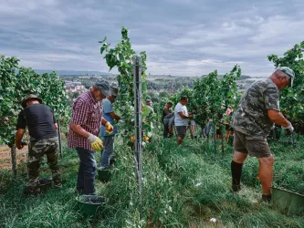 Arbeiter ernten Trauben in einem Weinberg. Im Hintergrund sind grüne Reben und ein bewölkter Himmel zu sehen.