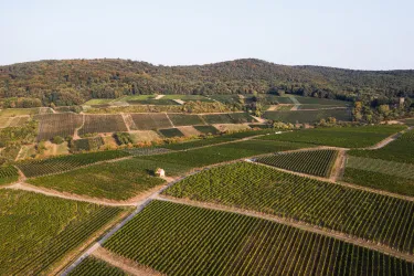 Eine weitläufige Weinlandschaft mit sanften Hügeln und ordentlich angelegten Weinreben. Der Himmel ist klar und das Licht der Nachmittagssonne beleuchtet die Szenerie.