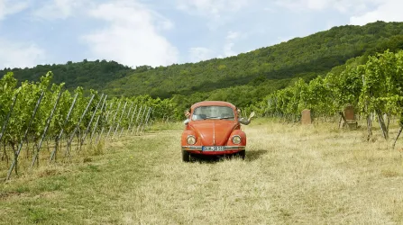 Weinberge (© Weingut Bernhart)