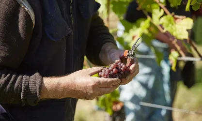 Weinlese (© Weingut Bernhart)