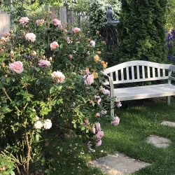 rose_mit_bank