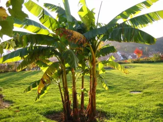 Unsere Banane (© Achim Cuntz)