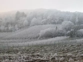 Pfälzer Wald im Winter (© Tina & Pepe)