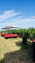 Ein malerischer Weinberg mit Tischen unter Sonnenschirmen. Der Himmel ist blau und es gibt viel grünes Blattwerk.
