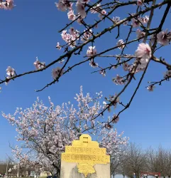 Blüten Schweigen-Rechtenbach