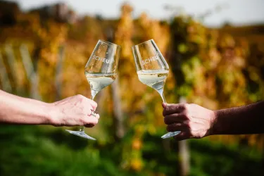 Zwei Gläser mit Wein werden in einem Weinberg angestoßen. Im Hintergrund sind die Weinreben zu sehen.