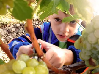Weinlese (© Weingut Cuntz Sonnenhof)