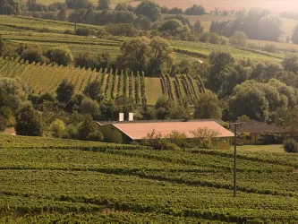 Weinberge (© Weingut Cuntz Sonnenhof)