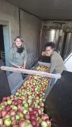 Zwei Frauen sortieren Äpfel in einem Raum. Der Boden ist mit vielen frischen, bunten Äpfeln bedeckt.
