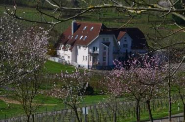 Castell zur Mandelblüte - Spring in Leinsweiler (© Elke Pfenninger-lauth)