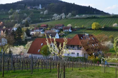 Frühling - Castell - Slevogthof - Leinsweiler (© Elke Pfenninger-Lauth)