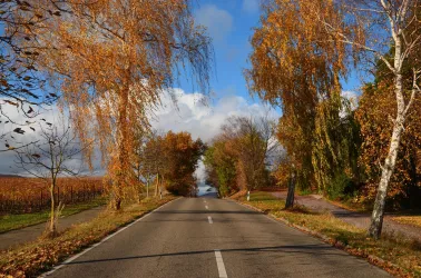 Der Weg zum Castell - Leinsweiler (© Elke Pfenninger-Lauth)