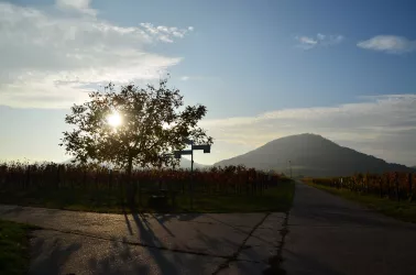 Wanderparadies Landau Land (© Elke Pfenninger-Lauth)