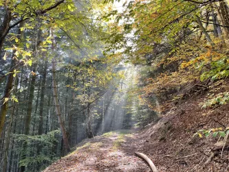 Lichtstrahl Waldweg