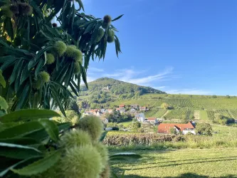 Leinsweiler zur Keschdezeit