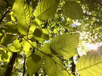Grüne Blätter, die im Sonnenlicht leuchten. Eine ruhige, natürliche Atmosphäre im Wald.
