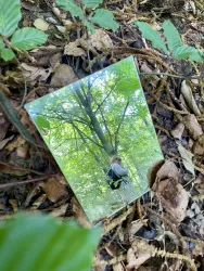 Ein Spiegel liegt auf dem Boden im Wald und reflektiert einen Baum. Das Bild zeigt grüne Blätter und natürliche Umgebung.