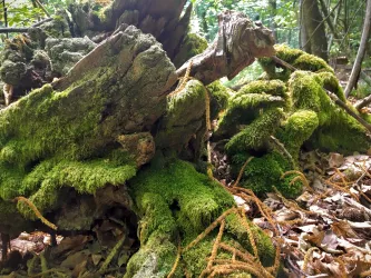 Ein verfallenes Baumstück mit üppigem Moos bedeckt. Im Hintergrund sind grüne Bäume und herabfallendes Laub zu sehen.