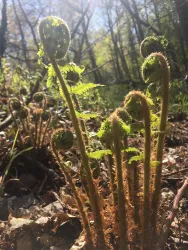 Junge Farne sprießen in einem sonnigen Wald. Die grünen Blätter sind noch eingerollt und zeigen die frische Vitalität des Frühlings.