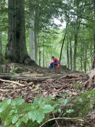 Ein Wald mit großen Bäumen und dickem Laub. Eine Person in blauer und roter Kleidung sitzt am Boden und arbeitet im Wald.