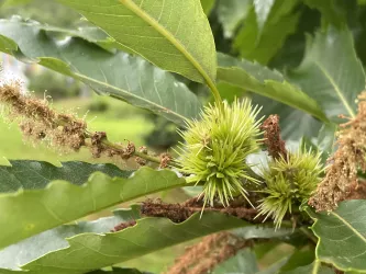 Keschde Fruchtansatz und Blüte