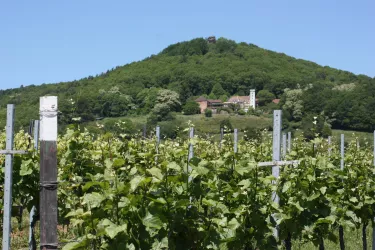 Slevogthof und Neukastel (© Nicola Hoffelder, Landau-Land)